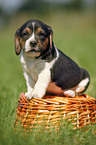 Beagle pup in basket