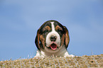 Beagle Puppy