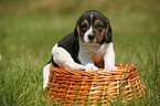 Beagle pup in basket