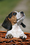 Beagle Puppy in basket