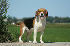 standing Beagle