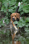 walking beagle