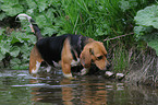 walking beagle