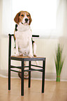 sitting Beagle