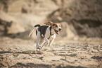 running Beagle