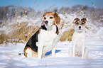 Beagle and Parson Russell Terrier