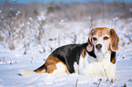 Beagle lies in the snow