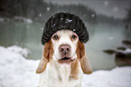 Beagle in the snow