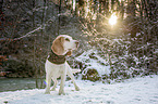 Beagle in the snow