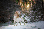 Beagle in the snow