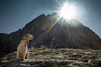 Beagle in the mountains