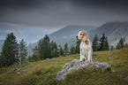 Beagle in the mountains