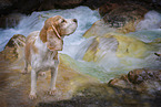 Beagle in the mountains