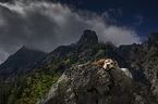 Beagle in the mountains