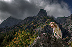 Beagle in the mountains