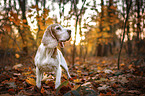 Beagle in autumn