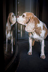 standing Beagle