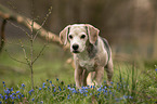standing Beagle