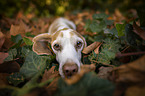 Beagle in the leafage