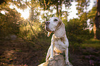 standing Beagle