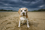 Beagle at the beach