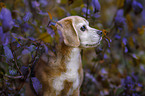 Beagle portrait