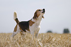 male Beagle