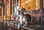 Beagle