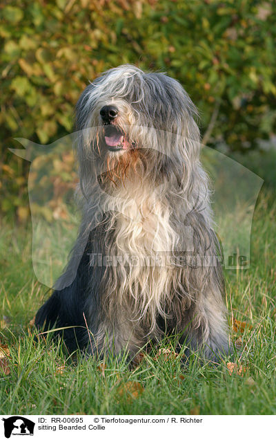 sitzender / sitting Bearded Collie / RR-00695