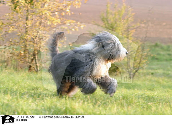 Bearded Collie in Bewegung / in action / RR-00720