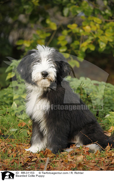 Bearded Collie Welpe / Bearded Collie Puppy / RR-31153