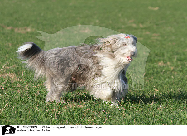laufender Bearded Collie / walking Bearded Collie / SS-39024