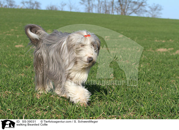 laufender Bearded Collie / walking Bearded Collie / SS-39031