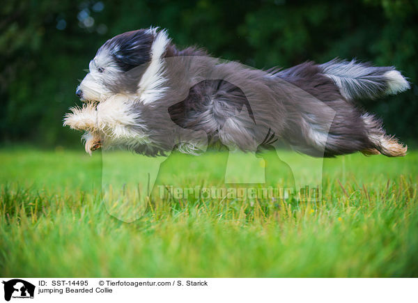 jumping Bearded Collie / SST-14495
