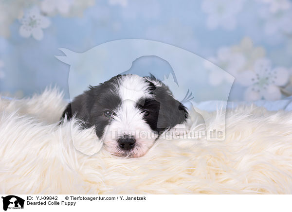 Bearded Collie Puppy / YJ-09842