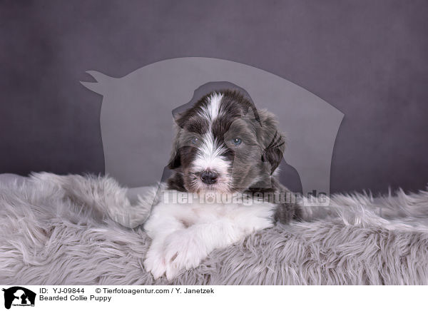 Bearded Collie Puppy / YJ-09844