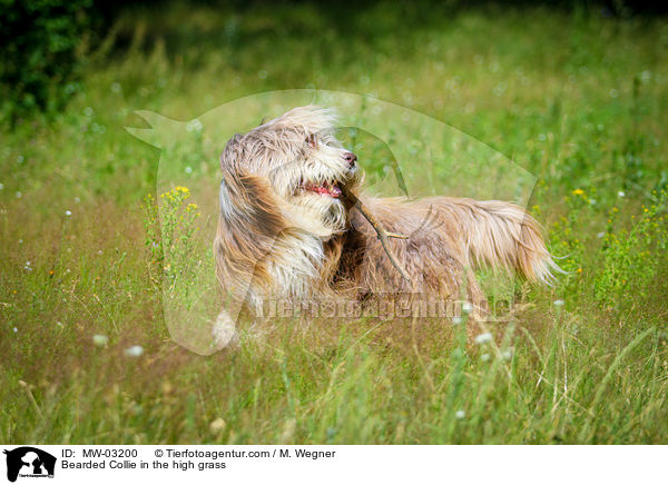 Bearded Collie in the high grass / MW-03200