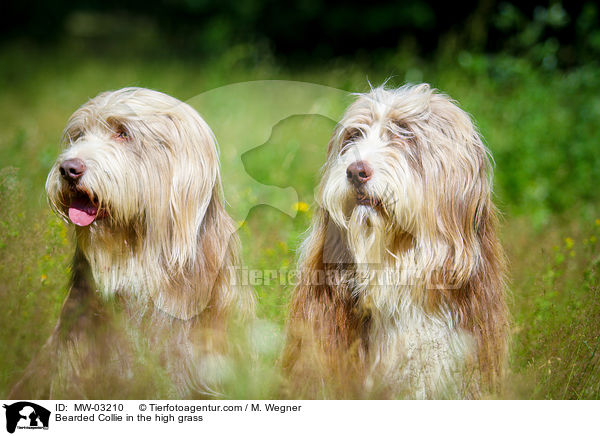 Bearded Collie in the high grass / MW-03210