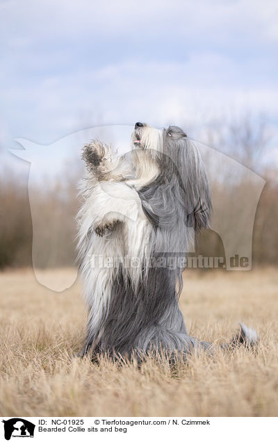 Bearded Collie sits and beg / NC-01925
