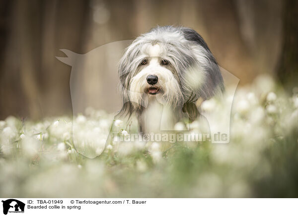 Bearded collie in spring / TBA-01949