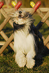 barking Bearded Collie