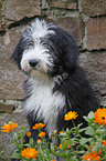 Bearded Collie Puppy