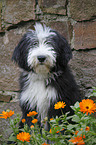 Bearded Collie Puppy