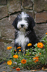 Bearded Collie Puppy