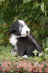 Bearded Collie Puppy