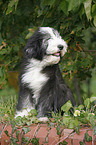 Bearded Collie Puppy