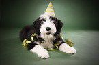 Bearded Collie Puppy