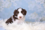 Bearded Collie Puppy