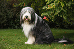 sitting Bearded Collie