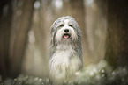 Bearded collie in spring